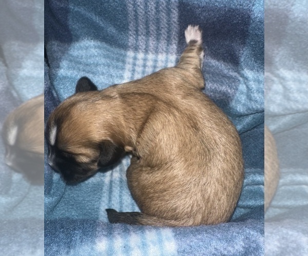 Medium Photo #6 Maltipoo (Miniature)-Shih Tzu Mix Puppy For Sale in MIDDLEBURG, FL, USA