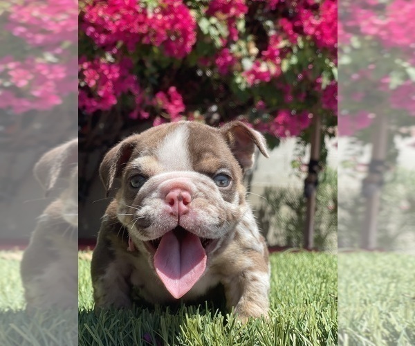 Medium Photo #4 Bulldog Puppy For Sale in LOS ANGELES, CA, USA