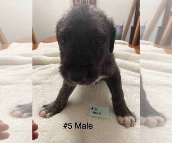 Medium Photo #8 Irish Wolfhound Puppy For Sale in RAGLAND, AL, USA