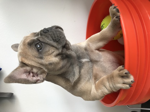 Medium Photo #1 French Bulldog Puppy For Sale in MONROE, LA, USA