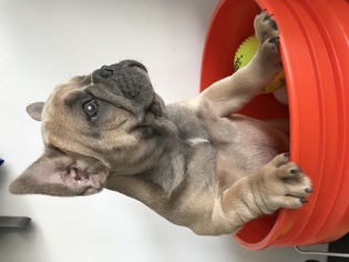 French Bulldog Puppy for sale in MONROE, LA, USA