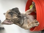 Small Photo #1 French Bulldog Puppy For Sale in MONROE, LA, USA
