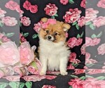 Small Fox Terrier (Smooth)-Pomeranian Mix