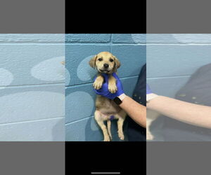 Shepradors Dogs for adoption in SHERBURNE, NY, USA