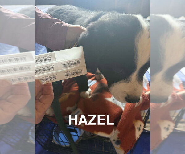 Medium Photo #2 Rottweiler-American Pit Bull Terrier Puppy For Sale in Foristell, MO, USA