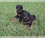 Small #4 Doberman Pinscher