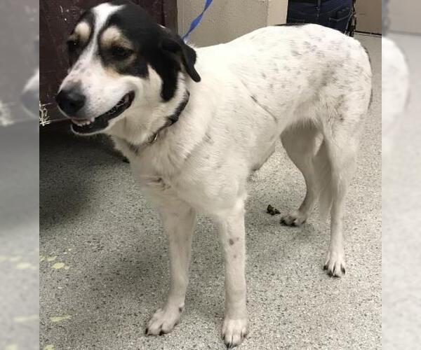 Medium Photo #1 Pyrenees Husky Puppy For Sale in Conroe, TX, USA