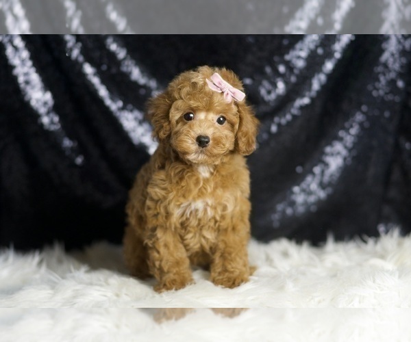 Medium Photo #2 Poodle (Toy) Puppy For Sale in WARSAW, IN, USA