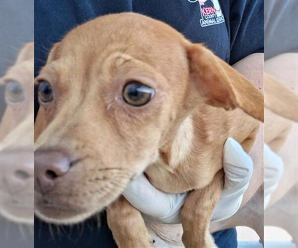 Medium Photo #1 Chihuahua Puppy For Sale in Bakersfield, CA, USA