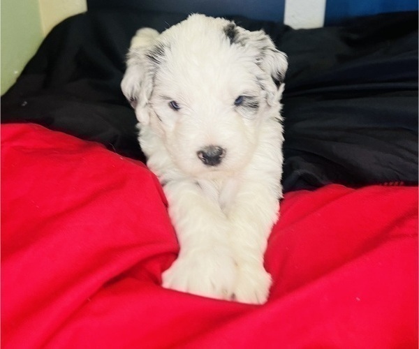 Medium Photo #17 Sheepadoodle Puppy For Sale in HUNTINGTON BEACH, CA, USA