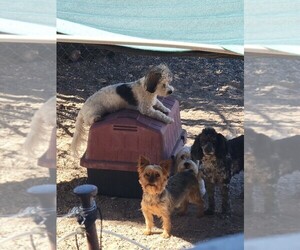 Yorkshire Terrier Puppy for sale in TUCSON, AZ, USA