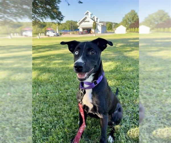 Medium Photo #6 Mutt Puppy For Sale in Gloversville, NY, USA