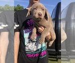 Small Photo #6 Labrador Retriever Puppy For Sale in OCALA, FL, USA