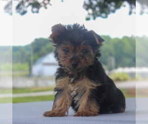 Yorkshire Terrier Puppy for sale in GAP, PA, USA