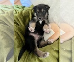 Small Photo #1 German Shepherd Dog-Siberian Husky Mix Puppy For Sale in PERRIS, CA, USA