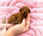 Image preview for Ad Listing. Nickname: Tiny Nala