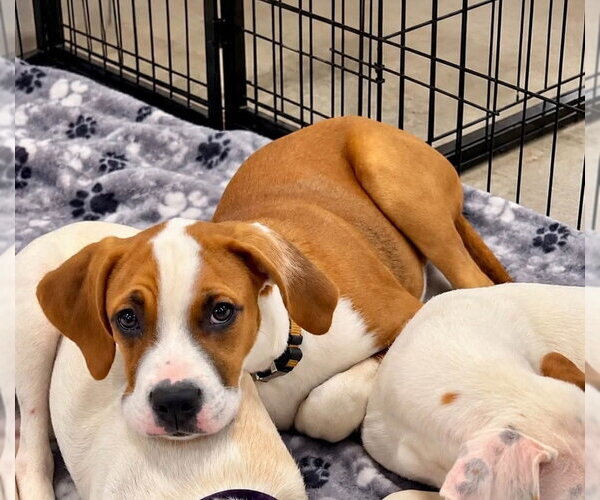 Medium Photo #6 Boxer-Unknown Mix Puppy For Sale in Aurora, IN, USA