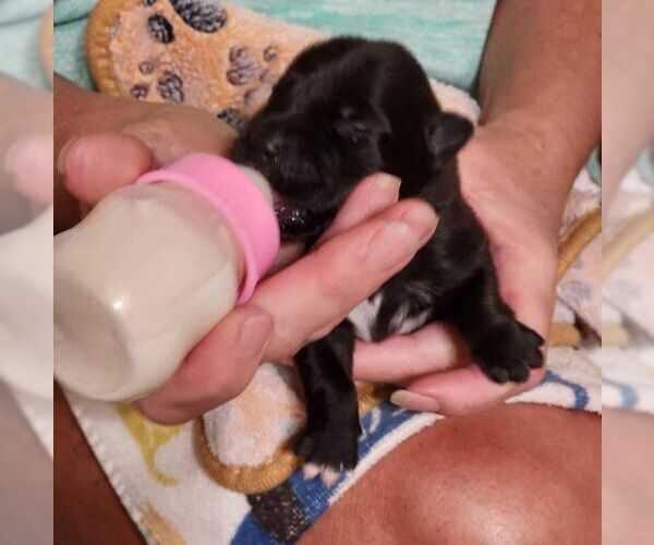 Medium Photo #8 Labrador Retriever-Unknown Mix Puppy For Sale in Tustin, CA, USA