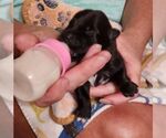 Small #7 Labrador Retriever Mix