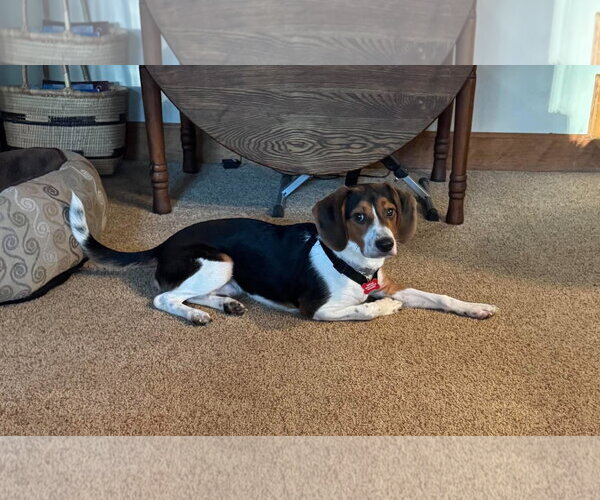 Medium Photo #2 Beagle Puppy For Sale in Tampa, FL, USA