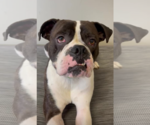 Small #10 Boxer