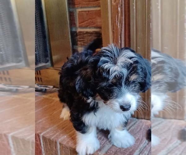 Medium Photo #6 Havapoo Puppy For Sale in LOUISVILLE, KY, USA