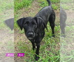 Small #1 Labrador Retriever Mix
