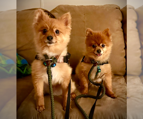 Medium Photo #4 Pomeranian Puppy For Sale in Lebanon, PA, USA
