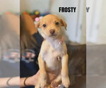 Small Chihuahua Mix