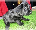 Puppy 2 Aussiedoodle-Australian Labradoodle Mix