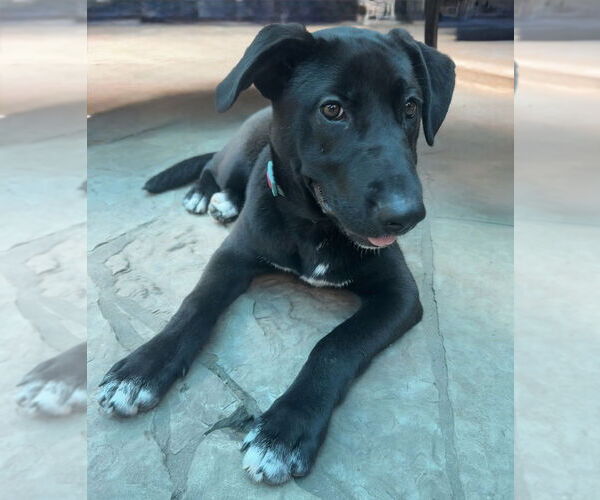 Medium Photo #38 Labrador Retriever-Unknown Mix Puppy For Sale in OKLAHOMA CITY, OK, USA