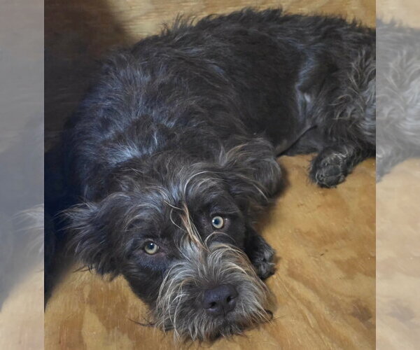 Medium Photo #2 Poodle (Standard)-Unknown Mix Puppy For Sale in Grafton, WI, USA