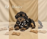 Tiny Marley - Male Yorkshire Terrier Puppy for Sale - Small photo
