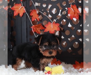 Yorkshire Terrier Puppy for Sale in MOUNT VERNON, Ohio USA