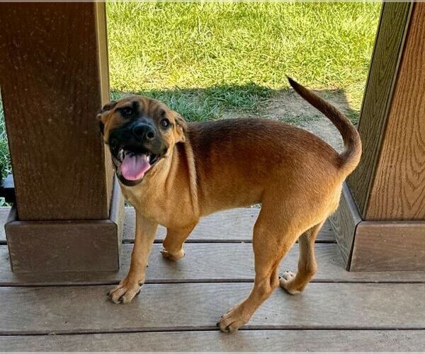 Medium Photo #3 Mutt Puppy For Sale in Elmsford, NY, USA