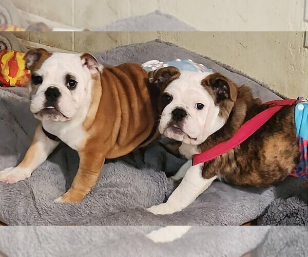 Medium Photo #2 Bulldog Puppy For Sale in Alexander, AR, USA