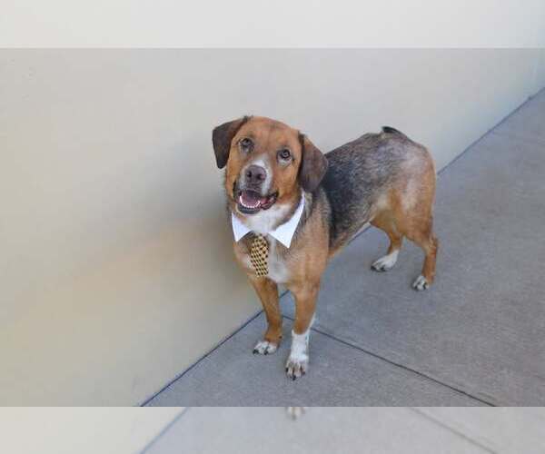 Medium Photo #3 German Shepherd Dog-Unknown Mix Puppy For Sale in McKinney, TX, USA