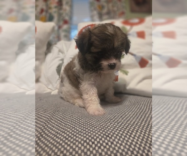 Medium Photo #25 Maltipom Puppy For Sale in HUDSON, MA, USA