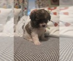 Small #24 Maltipom
