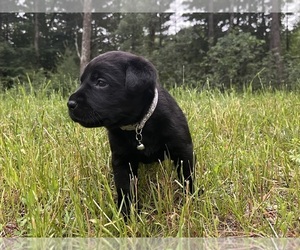 Labrador Retriever Puppy for sale in AUGUSTA, WI, USA