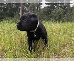 Image preview for Ad Listing. Nickname: Tucker