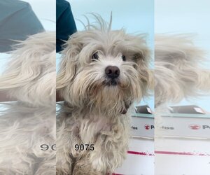 Maltese-Unknown Mix Dogs for adoption in Chico, CA, USA