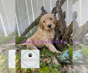 Goldendoodle Puppy for sale in ALDERSON, WV, USA