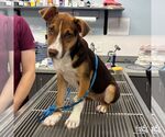 Small #1 Mutt