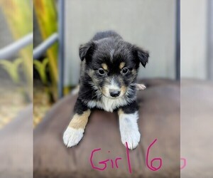 Miniature Australian Shepherd Puppy for Sale in ADAIRSVILLE, Georgia USA