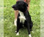 Small #1 Labrador Retriever Mix