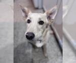 Small #1 Siberian Husky Mix