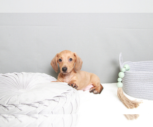 Dachshund Puppy for sale in MARIETTA, GA, USA