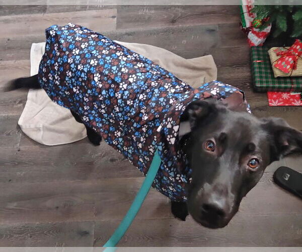 Medium Photo #9 German Shepherd Dog-Unknown Mix Puppy For Sale in Corona, CA, USA