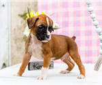 Small Photo #84 Boxer Puppy For Sale in WAKARUSA, IN, USA